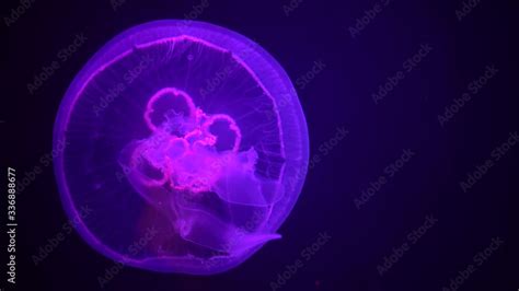  Xanthohydra!  This Tiny Translucent Terror Possesses Stinging Cells that Paralyze its Prey