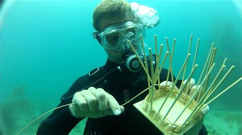  Chaetopterus! An Underwater Architect Weaving a Home of Sand and Sticky Threads