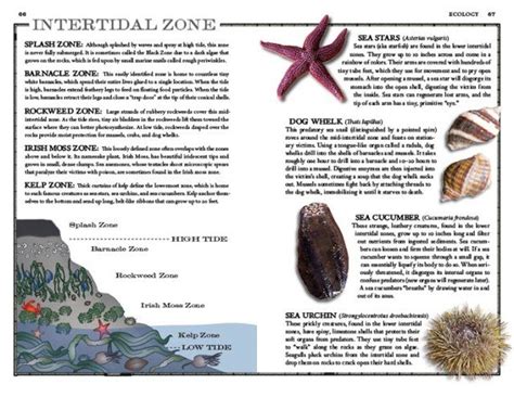  Investigating Interesting Intertidal Invaders: The Iodoamoeba Story!