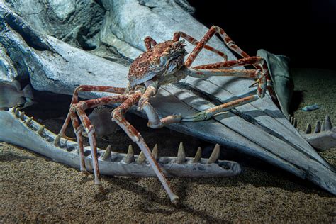  Japanese Spider Crab – The Ocean’s Ultimate Arm Wrestling Champion!