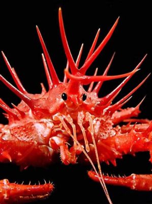  King Crab: The Crustacean Royalty That Conquered the Deep Sea!