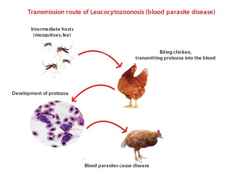  Leukocytozoon!  A Tiny Terror That Can Bring Down Even Mighty Birds