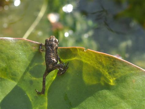  Newt:  A Miniature Mastermind Lurking Beneath Lily Pads!