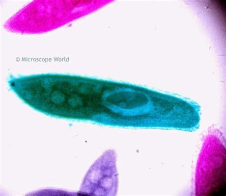  Paramecium! 섬모충이 펼치는 미세한 세상의 거대한 탐험