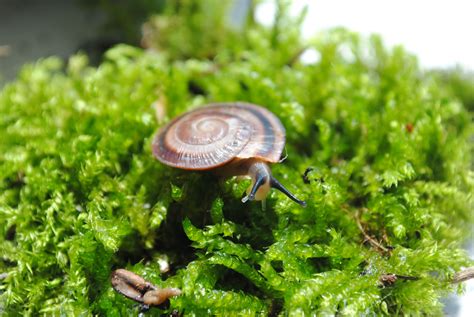  Romansnail!  A Land Snail That Brings Exotic Beauty and Intriguing Trails 