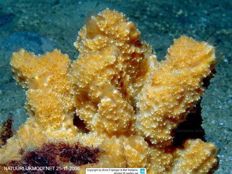  Underwater Unpredictability:  Unevened Ulosa - A Sponge That Doesn't Play by the Rules!