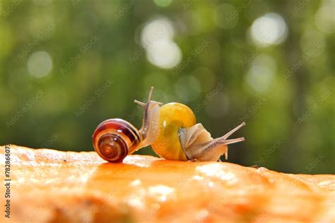  Xaniopsis - 🐌  With A Spiral Shell That Reflects Eternity, Can This Tiny Snail Teach Us About Patience and Resilience?