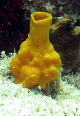  Yellow Boring Sponge: Is This The Most Uninteresting Creature in the Ocean?!