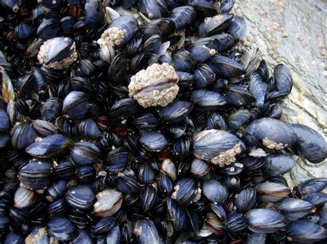  Yellow Mussel:  Dive into the Shallow Waters Where These Tasty Bivalves Thrive with Remarkable Filtering Abilities!